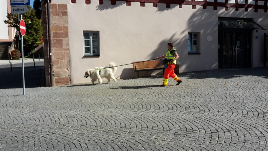 Pyrenäen-Berghund beim Trailen in der Stadt